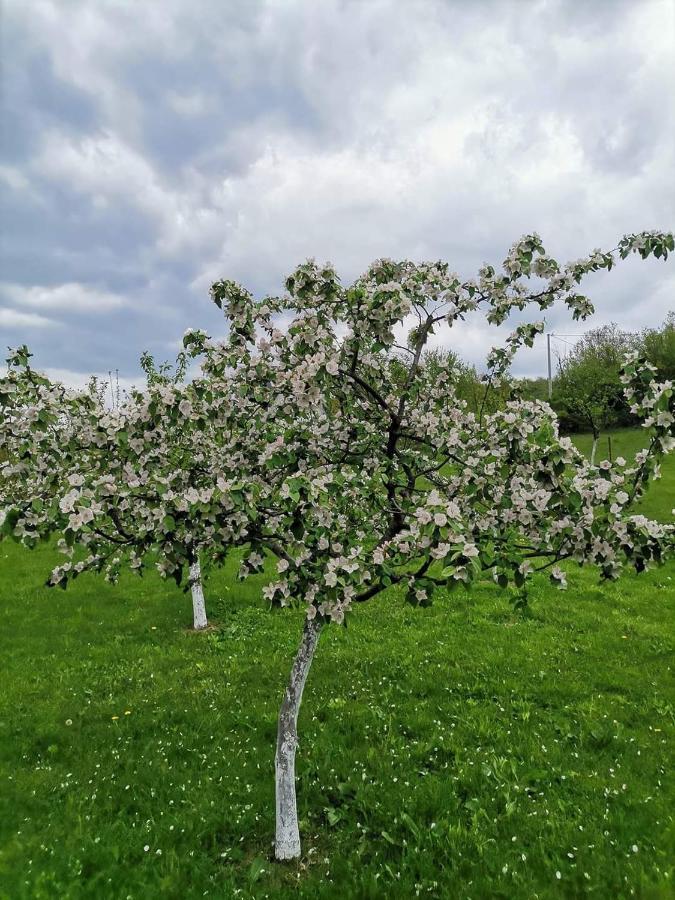 Villa Lana Bihać 外观 照片